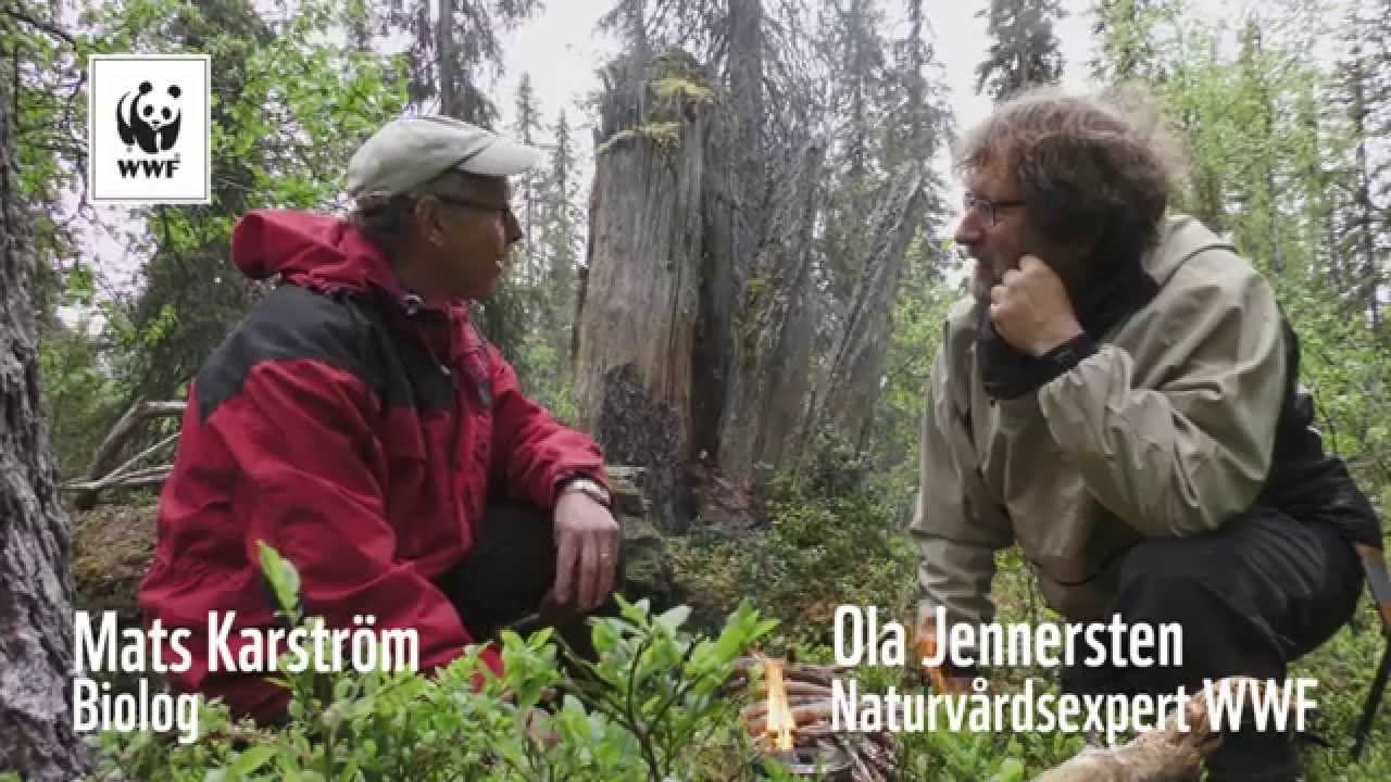 Bild från youtube-video