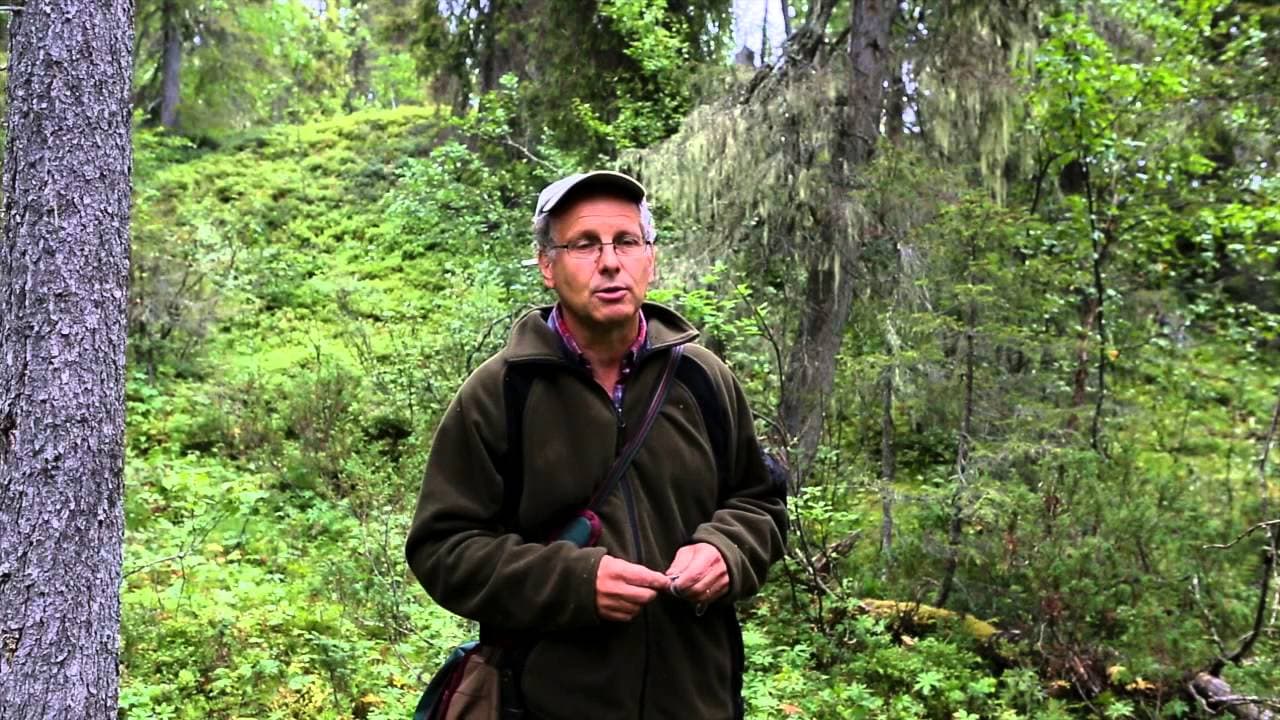 Bild från youtube-video