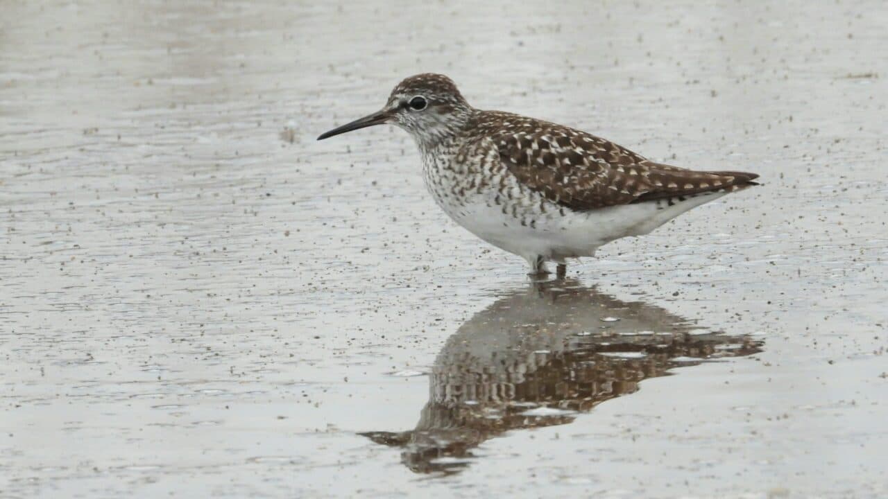 Grönbena (julejule)