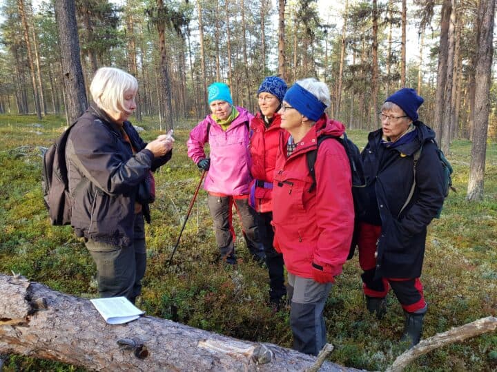 Sonja visar en viotagging på en färsk tallåga.