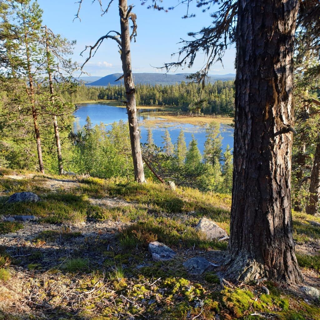 Flera mindre sjöar ligger uppe på Ruovddevárre. Foto: Ida Jansson.