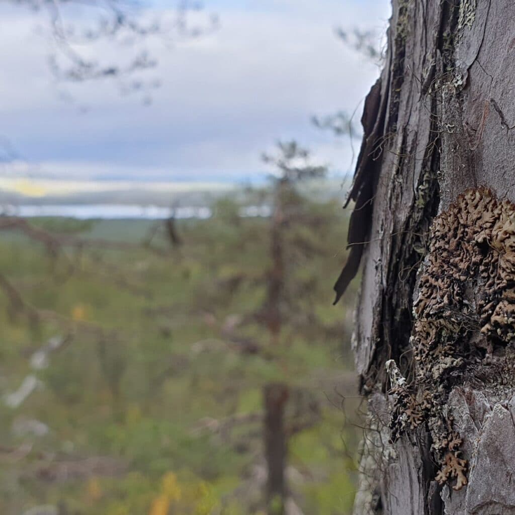 Knottrig blåslav är en av de rödlistade arter som påträffats i området.