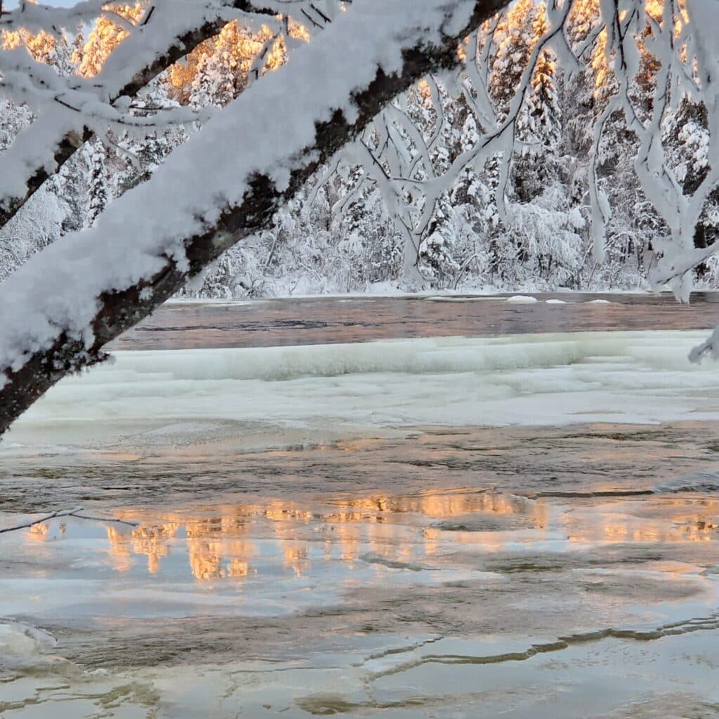 Avverkning av skogen hotar vattenkvalitén i Pärlälven och den starkt hotade flodpärlmusslan.