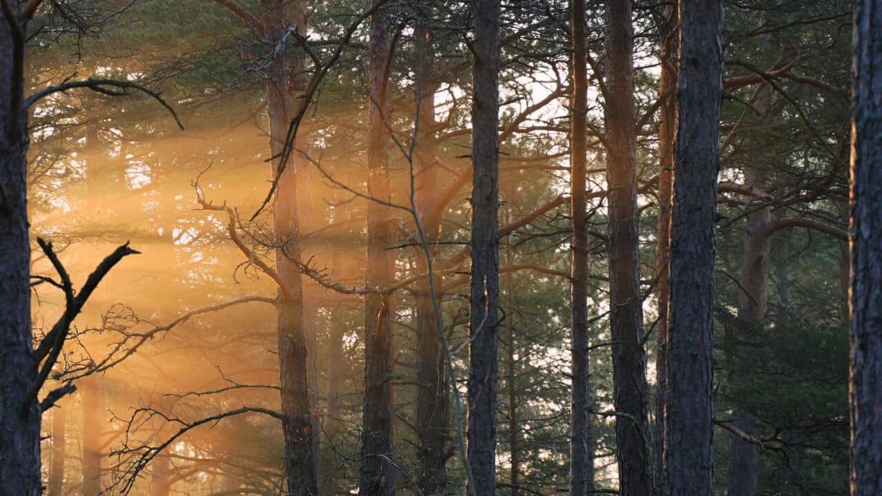 Solstrålar genom skogen