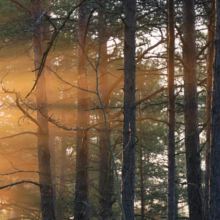 Solstrålar genom skogen