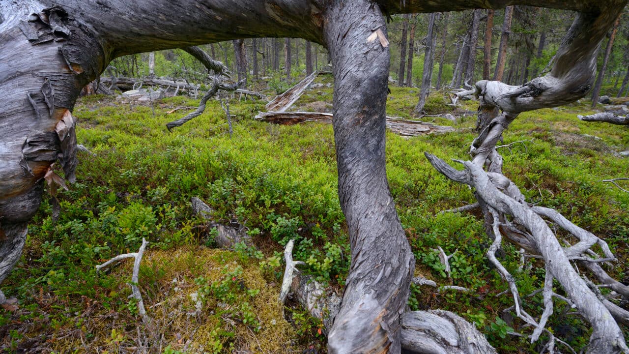 Old-growth pine forest, (Pinus silvestrtis), Stora Sjöfallet National Park, Laponia UNESCO World ...