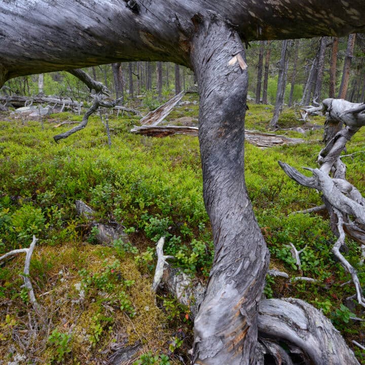 Old-growth pine forest, (Pinus silvestrtis), Stora Sjöfallet National Park, Laponia UNESCO World ...