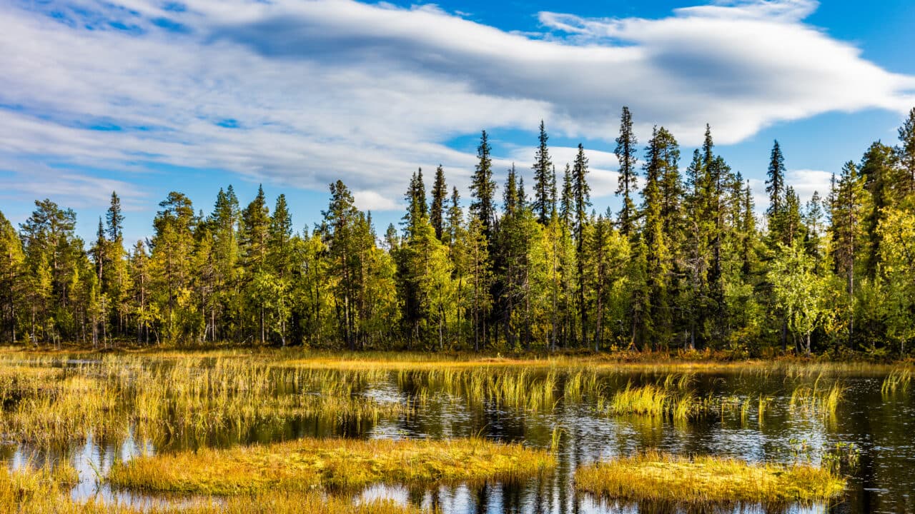 Friköpt profilbild. Får användas fritt inom Naturskyddsföreningens verksamhet internationellt, ...