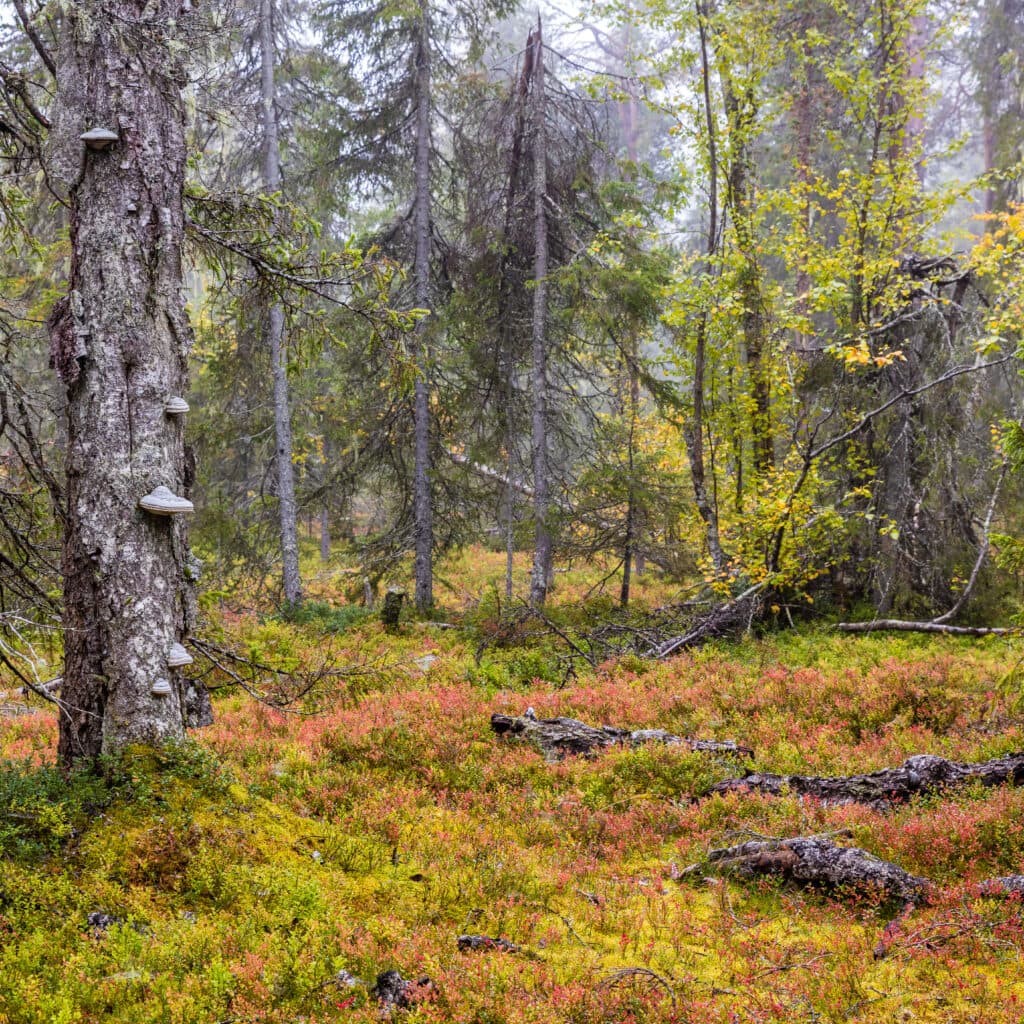 Friköpt profilbild. Får användas fritt inom Naturskyddsföreningens verksamhet internationellt, ...