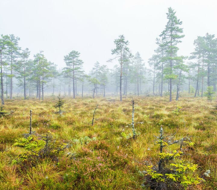 Bilden visar en dimmig skogsscen med en öppen tallskog. Marken är täckt av ljusbrun mossa och gräs, ...