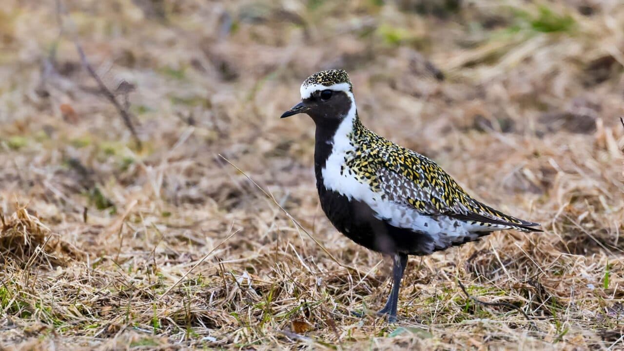 Ljungpipare syntes i Vajkijaur.