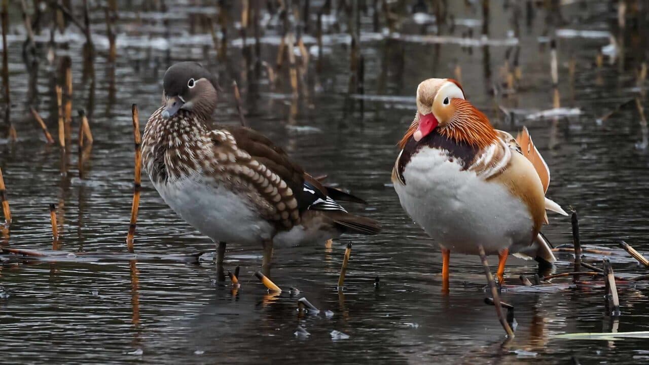 Heterosexuellt mandarinandpar.