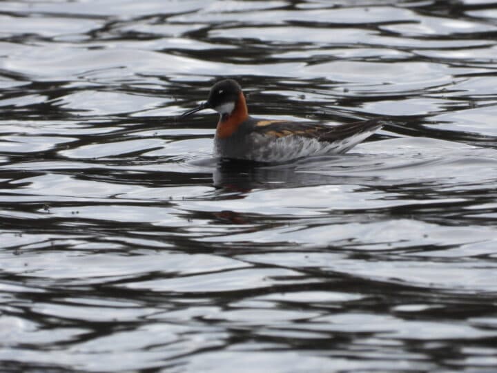 En av de smalnäbbade simsnäpporna som rastade på sjön igår. Lägg märke till insekten i näbben.