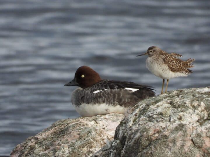 Kniphona och grönbena till höger i bild.