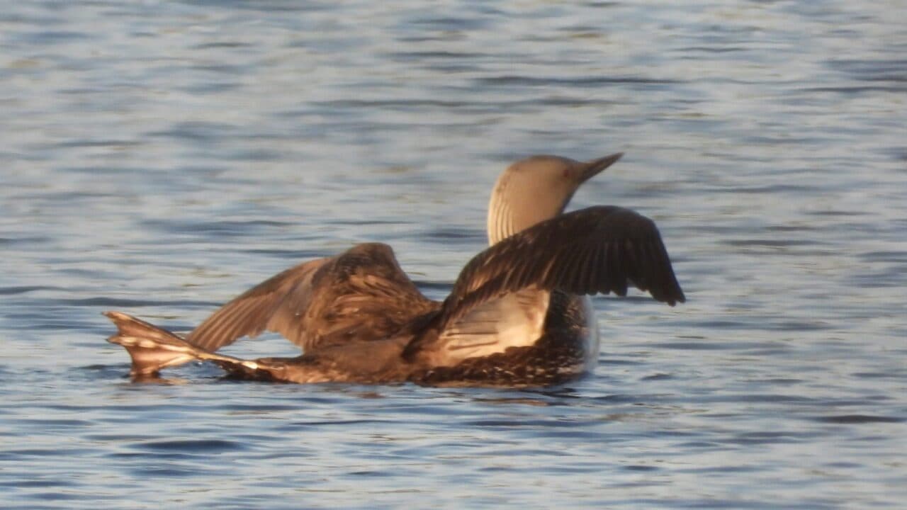 Smålommen sträckte på bakbenen. Sägnen säger att gud glömde bakbenen och kastade de efter lommen ...
