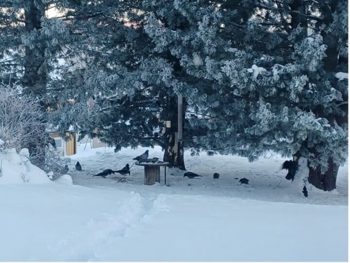 Flera kråkor dök upp på matningen hemma hos Malin Karlsson.