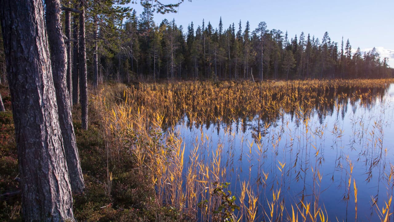 Gammelskog vid sjön Gállokjávrre.
