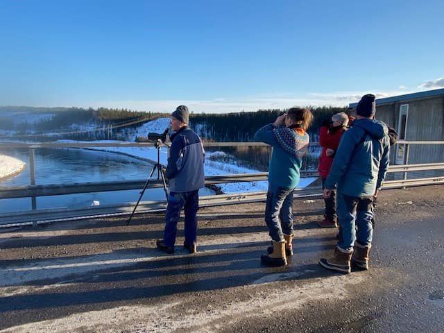 Fågelspan vid Porsi kraftstation.