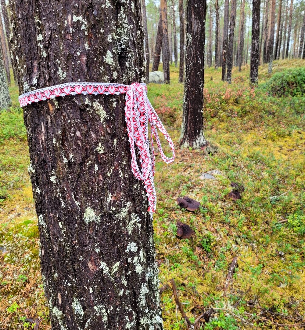 Naturligt upkommen tallskog efter storm i slutet av 1800-talet.