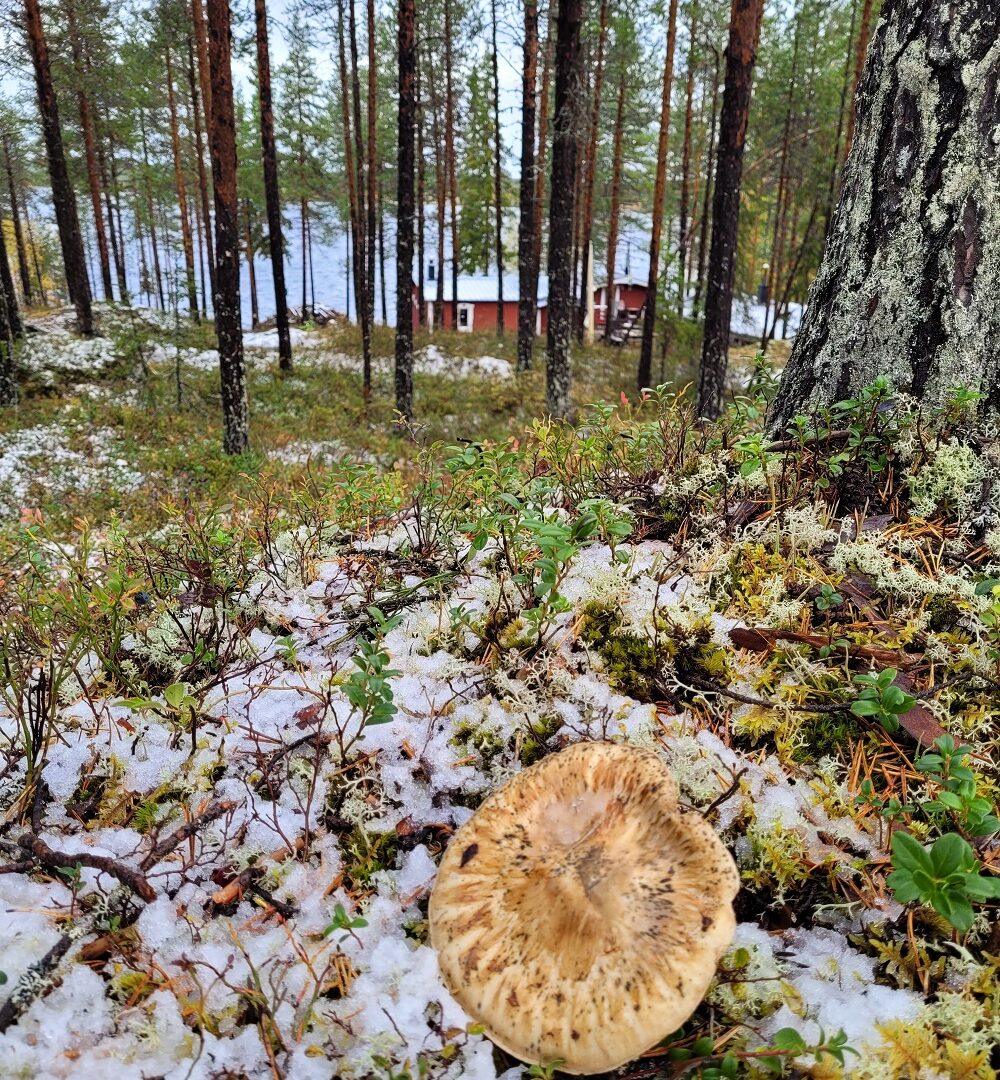 I skogen finns den rödlistade svampen goliatmusseron