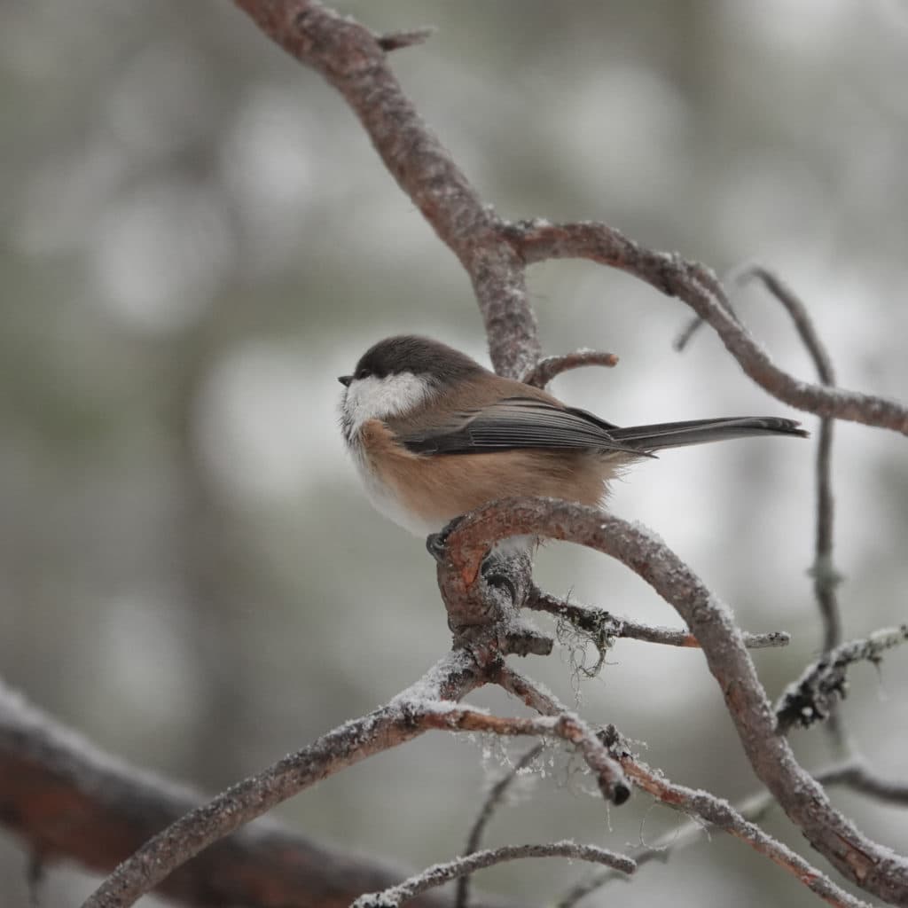 Lappmesen dök upp på Getbergets fågelmatning.